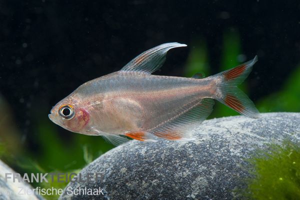 Schmucksalmler °Whitefin° - Hyphessobrycon bentosi